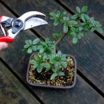 Adorable Decorative Trees And Plants