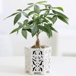 Adorable Small Decorative Trees For Home