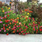 Flower Bed Designs For Shade