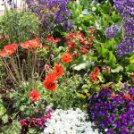 Flower Garden Ideas Beginners
