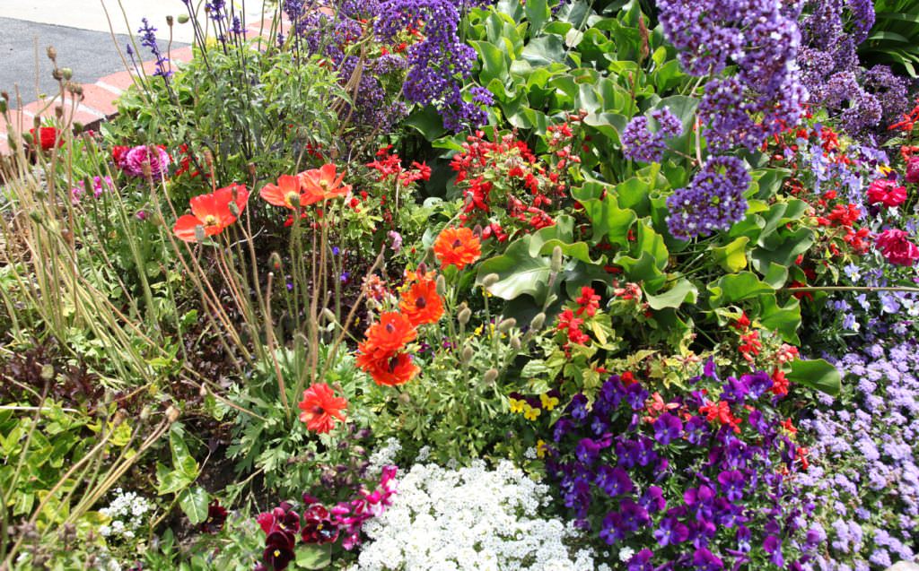 Image of: Flower Garden Ideas Beginners