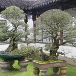 Outdoor Decorative Trees For Home