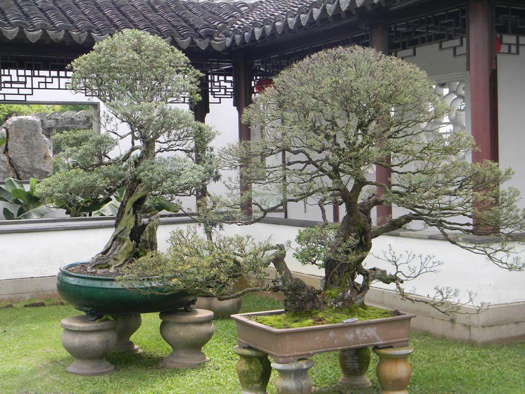 Image of: Outdoor Decorative Trees For Home