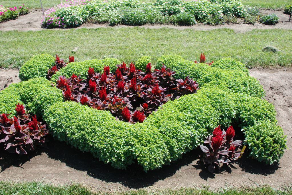 Image of: Perennial Flower Bed Design