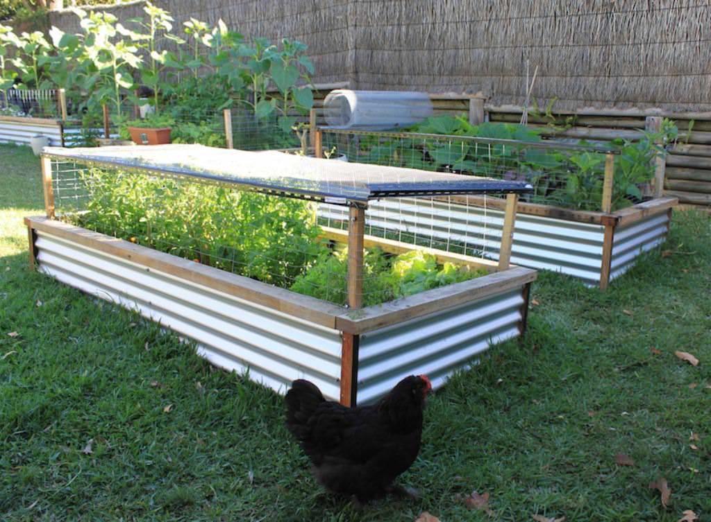 Image of: Raised Vegetable Garden Beds