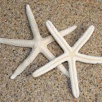 Adorable Starfish Decorations