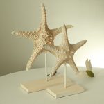 Desks Starfish Decorations