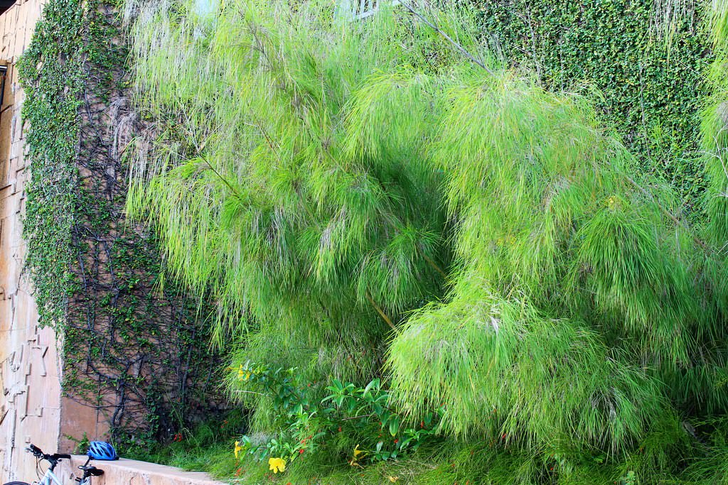 Mexican Weeping Bamboo Image