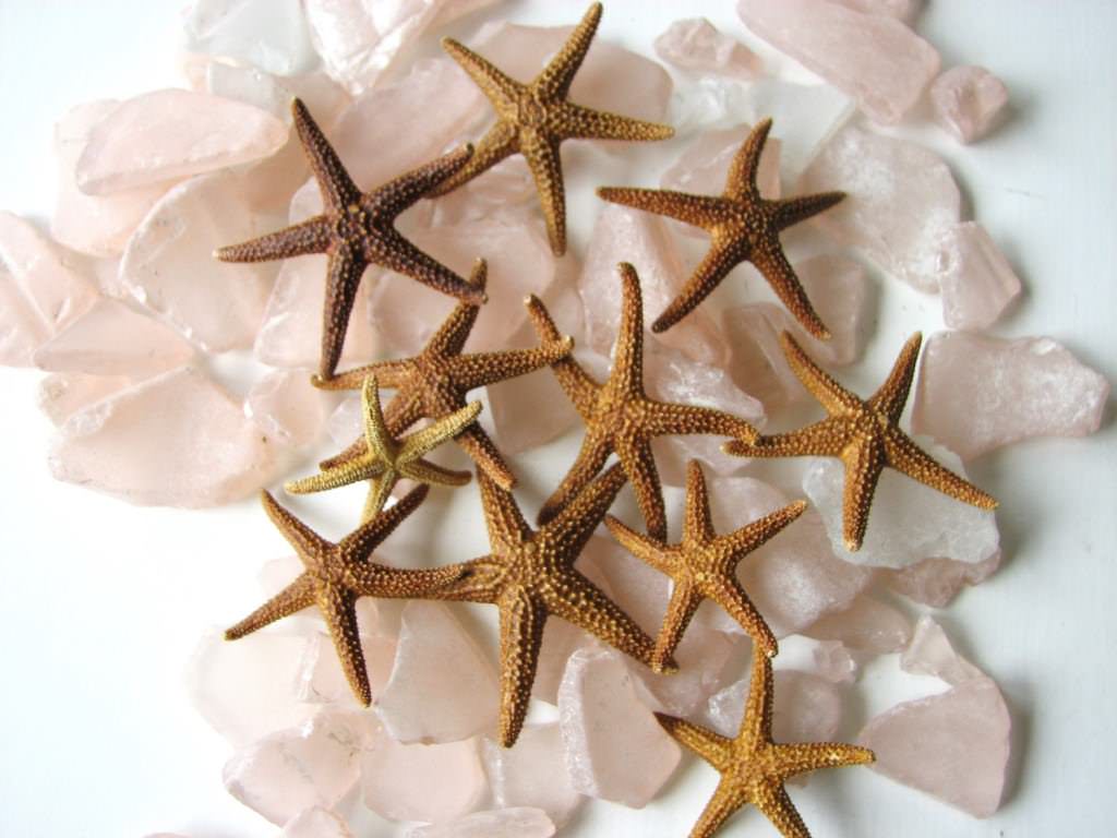 Image of: Starfish Decorations In Bulk