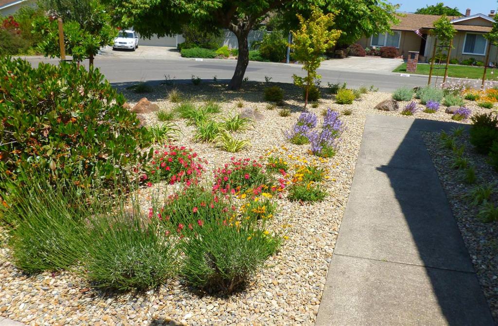 Image of: Eco Friendly Low Maintenance Front Yard