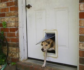 Exterior French Door With Doggie Door