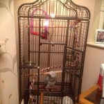 corner-aviary-bird-cage